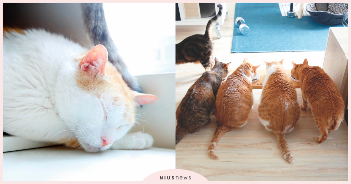 亂灑尿、愛搗蛋，但你還是我最甜蜜的負擔！黃阿瑪《怎麼可能忘了你》新書專訪｜妞專訪 黃阿瑪的後宮生活、志銘、貍貓、新書、怎麼可能忘了你、專訪、阿瑪、貓