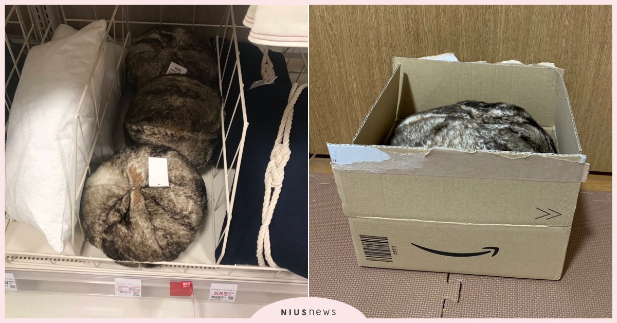 日本「謎之毛球抱枕」讓你假裝家裡有養貓！仿真毛色＆縮成一團的模樣完全就是真貓啊 日本、宜得利、貓咪、抱枕、一團貓、可愛、療癒、存在感