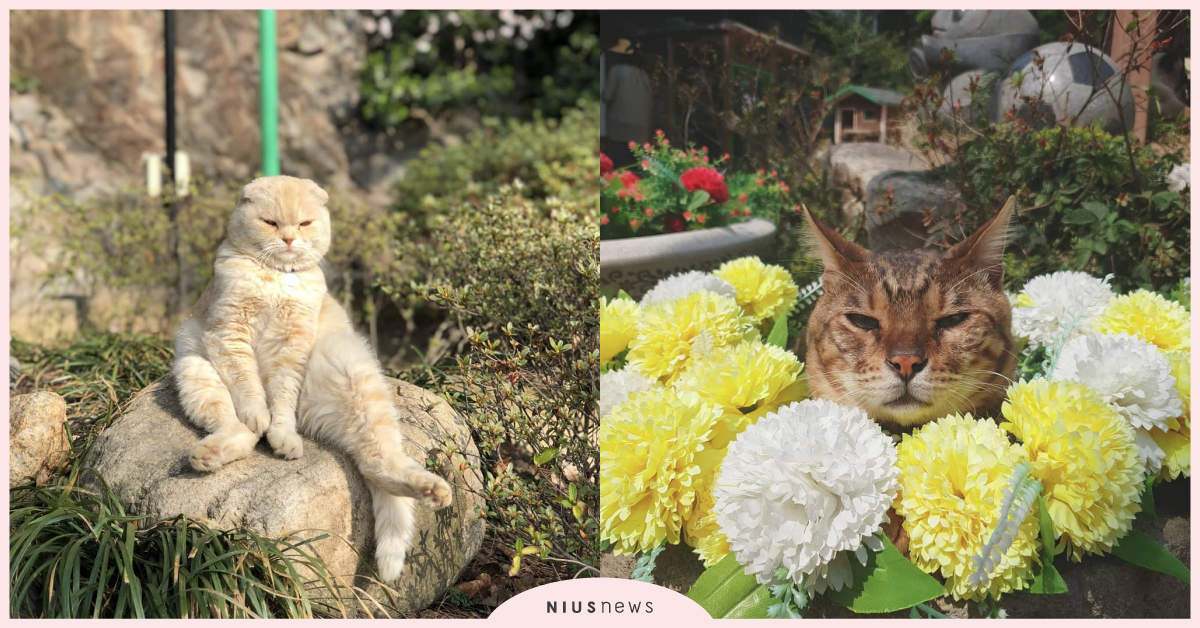 百隻貓咪陪玩！韓國首爾「貓咪咖啡廳」奴才們還不來朝聖 韓國首爾貓咪咖啡廳、고양이정원、動物咖啡廳、貓咪園林