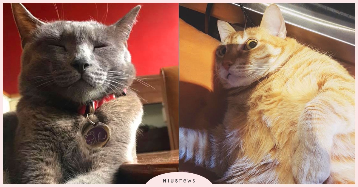 與「巨大龍貓」一起享受甜蜜午茶時光吧！隱藏台北巷弄貓咪咖啡廳推薦♡ 貓咪、貓奴、喵星人、貓咪咖啡廳、台北