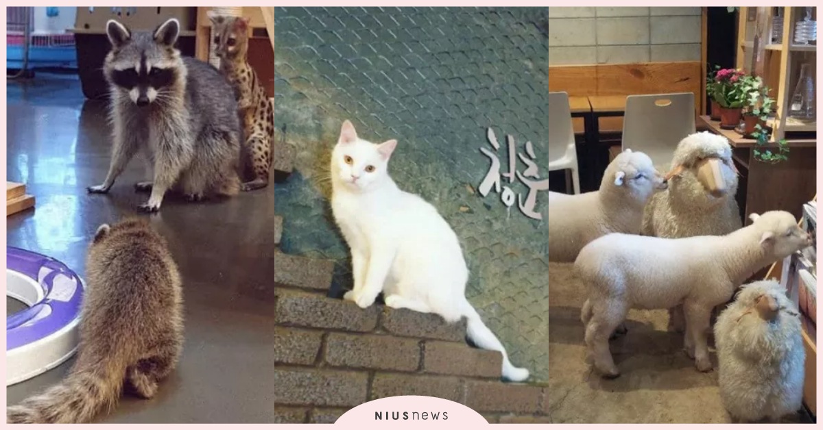 【首爾景點】咖啡廳也有浣熊、狐獴、綿羊？韓國動物咖啡廳7選♡ 首爾景點