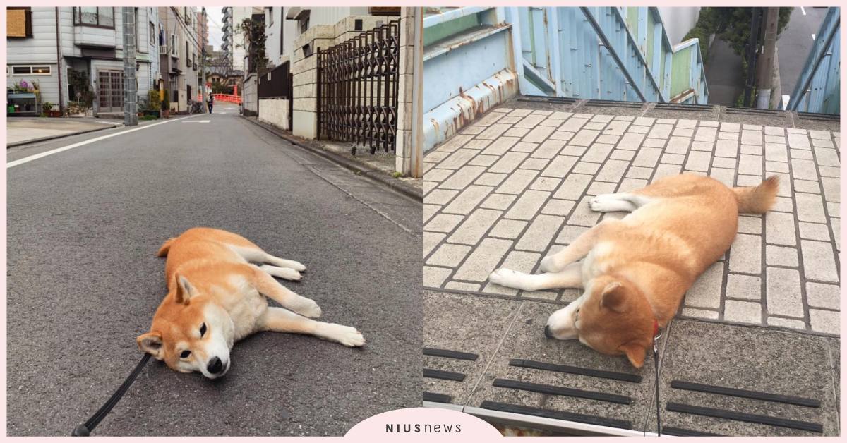 廢柴無誤！日本史上最懶柴犬 走到哪裡躺到哪裡 厭世、日本、柴犬、終極懶惰犬