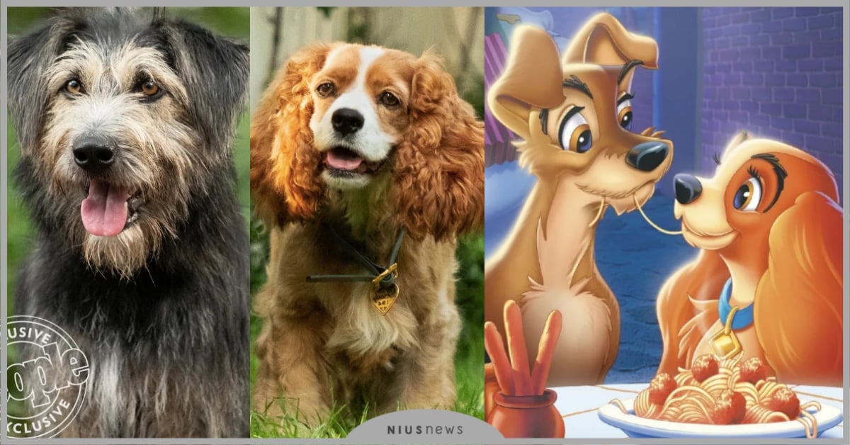 快來場「義大利麵」約會！《小姐與流氓》真狗版劇照出爐，超還原狗狗萌翻眾人！ 小姐與流氓電影真狗迪士尼