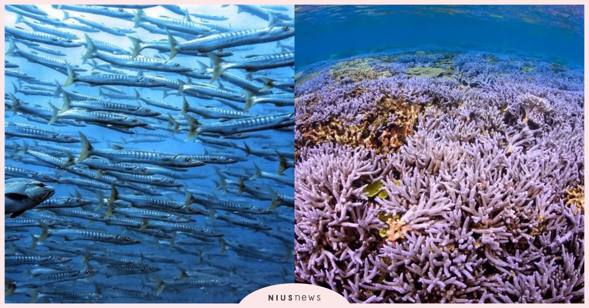 澎湖4大最美潛水點！超壯觀薰衣草紫珊瑚、整面梭魚牆淨收眼底 澎湖、潛水、自由潛水、氣瓶潛水、深潛、船潛、島澳七七、澎湖南方四島、南方四島