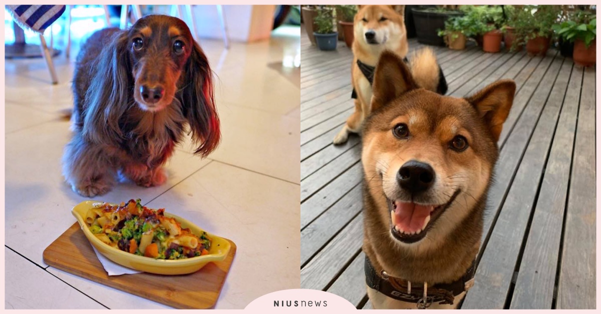 跟毛小孩一起吃飯吧！台中、台北寵物鮮食餐廳大搜查，不只爸媽吃好料，毛孩也要 寵物、寵物鮮食、毛小孩、寵物友善餐廳、寵物友善、流浪狗、流浪貓、領養、領養貓狗、台中餐廳、台北餐廳、台北寵物友善、台中寵物友善、可愛寵物