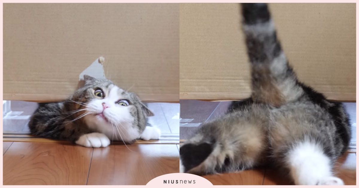 7公分的通道貓咪過得去嗎？日本主人腦洞大開實驗，網友大呼：「貓咪根本是液體！」 貓咪、mugumogu、maru、hana、身體構造