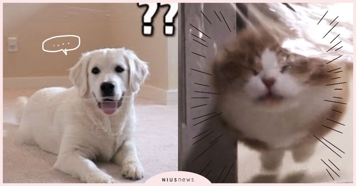 高冷貓主子撞上保鮮膜萌臉秒崩壞！幼稚奴才對毛小孩發出的「看不見的牆挑戰」特輯 寵物、狗、貓、挑戰、看不見的牆挑戰、invisible wall challenge、youtube