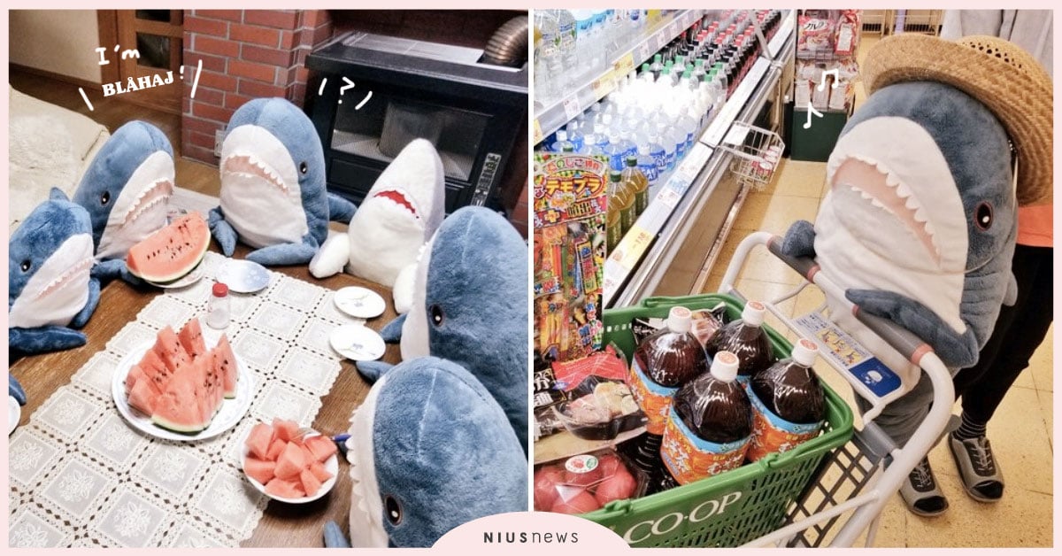 5隻超幸福的IKEA「鯊魚玩偶」天天在推特上曬照！逛超市、吃西瓜、盪溜索樣樣來 ikea、鯊魚、玩偶、可愛、有趣、日本