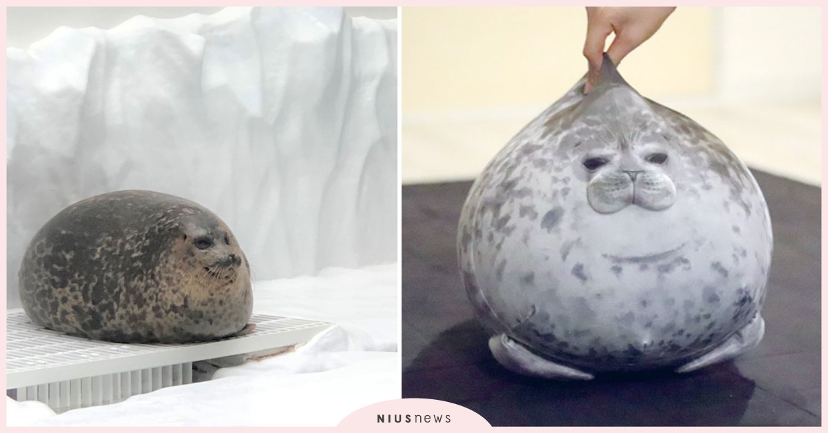 日本大阪海遊館「海豹」變身療癒大抱枕！圓滾滾外型神還原本尊，超欠抱緊處理 日本、海遊館、大阪、海豹、YUKI、Arale、抱枕