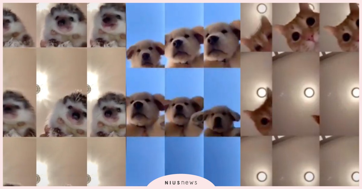 這是最療癒的抖音！九宮格「sandman挑戰」橘貓掀熱潮，快讓家裡毛小孩試試！ 貓咪、sandmanchallenge、抖音、毛小孩、貓