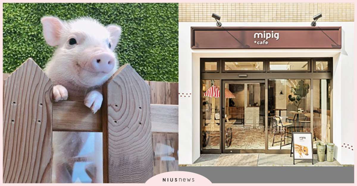 萌度爆表小豬仔！日本超夯「Mipig Cafe」開2號店，可愛的迷你豬狂撒嬌！ 日本、Mipig Cafe、迷你豬咖啡廳、寵物咖啡廳