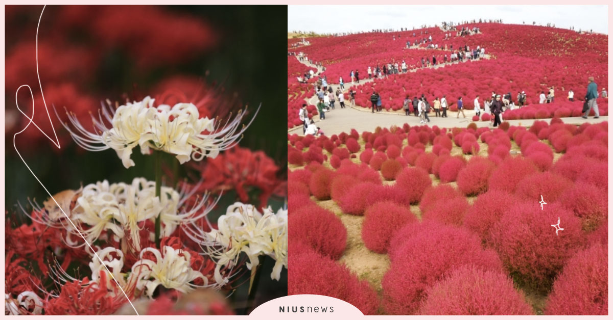 日本關東旅遊秋季必賞人氣景點！超吸睛的掃帚草與彼岸花田你打卡了嗎？ 關東旅遊景點、日本旅遊、人氣景點、賞花、掃帚草、彼岸花、曼珠沙華、秋季旅遊