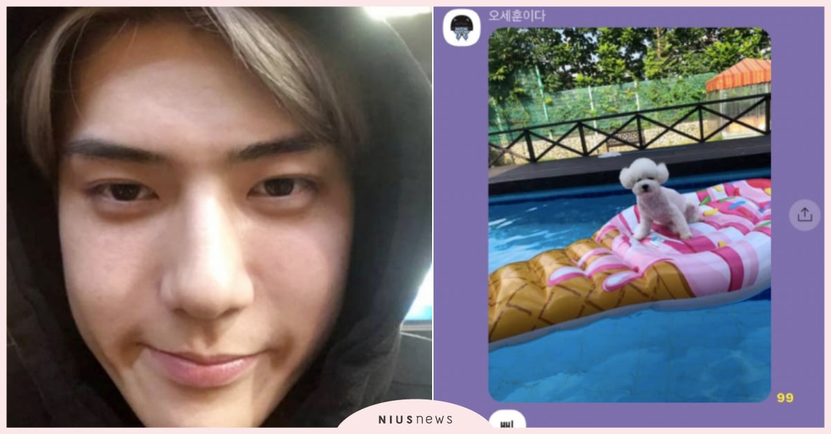 EXO「世勳」亂入粉絲群聊帥照大放送，卻被強制踢出群組，男神崩潰：「我是本人啊」 世勳、EXO、世勳群聊、世勳愛犬、VIVI、孤獨房、韓星孤獨房