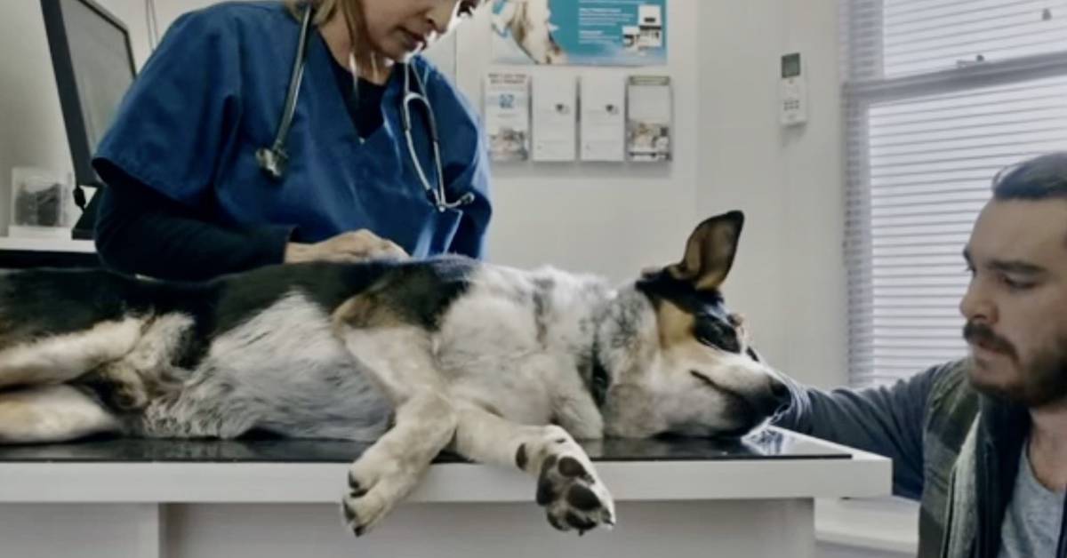 原來你的壞習慣，對狗狗健康造成這麼大的傷害！ 抽菸、狗、寵物、壞習慣、傷害、寵物健康