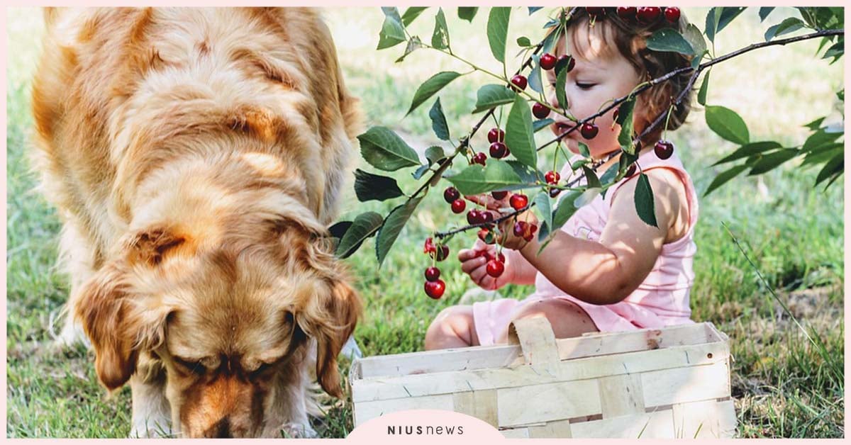 不必再寵物、小孩二選一！教育部證實：「讓嬰兒接觸寵物有好處」 親子妞、教育部、寵物、嬰兒、育兒