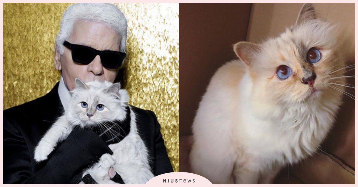 卡爾拉格斐愛貓Choupette出寫真書啦！照片全由老佛爺親自拍攝，貓奴們收一本 卡爾拉格斐、老佛爺、香奈兒、CHANEL、Choupette