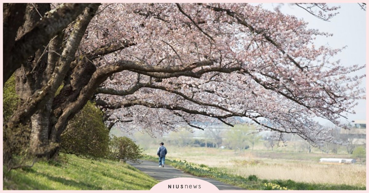 賞櫻預備！盤點日本岩手縣北上市的推薦觀光季節和必訪景點 岩手縣、賞櫻、北上市
