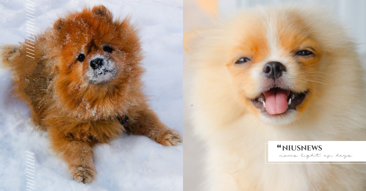 只要跟狗相處，就會產生幸福荷爾蒙 憂鬱症、狗、毛小孩、寵物、寵物選品、讀讀書