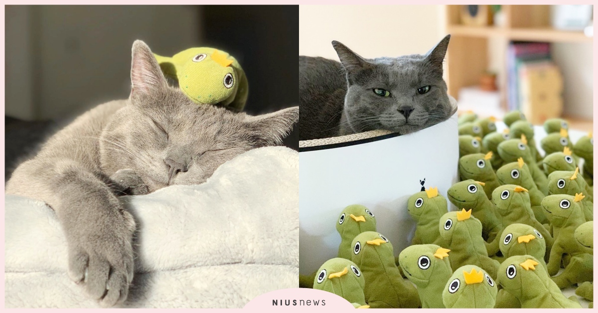 坐擁100隻青蛙大軍的貓皇！Mochi統領與玩具青蛙兵團的愉快＆厭世日常！ mochikittyfrog、mochi、貓咪、可愛、有趣