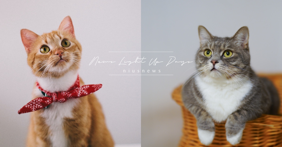 手機相簿會爆滿、上廁所沒隱私？口嫌體正直貓奴列「不推薦養貓的11個理由」 貓奴、貓咪、毛小孩、寵物選品、寵物、讀讀書