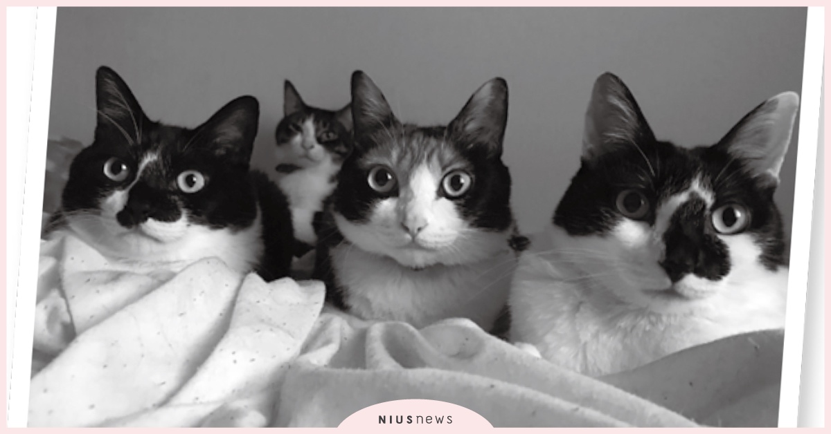 太晚餵飯之貓壓地獄實況 貓奴、貓咪、毛小孩、寵物選品、寵物、讀讀書