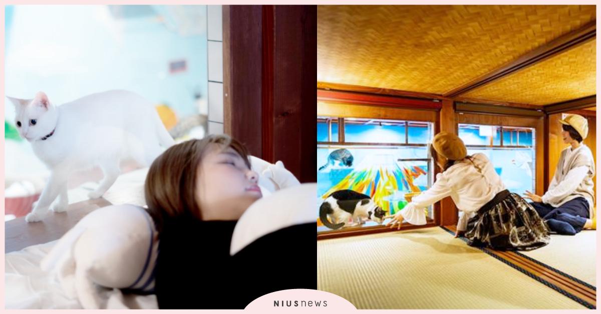 日本大阪「貓客棧」療癒時光，邊泡足浴邊擼貓，夜晚還有貓咪溫馨陪睡！ 日本、大阪、貓咪咖啡廳、貓浴池、貓客棧
