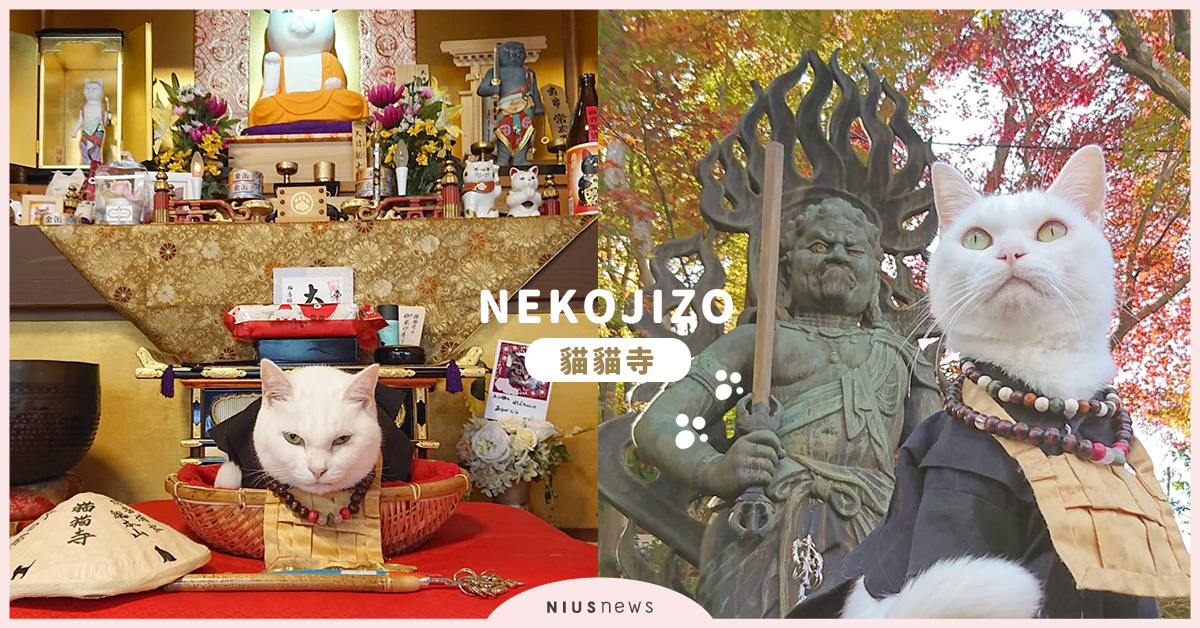 貓奴快來參拜！霸氣白貓住持在京都「貓貓寺」等待全球鏟屎官「罐罐進貢」！ 京都、貓貓寺、小雪、貓住持、白貓、咖啡廳