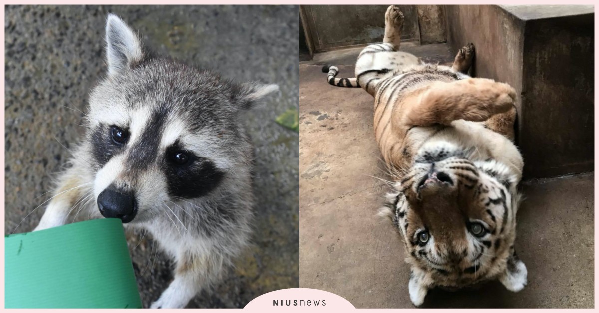 「新竹動物園」強勢回歸，打造全台首間沒有籠子的園區！一起來和超萌浣熊互動遊戲 動物園、新竹、沒有籠子的動物園、生態公園、新竹景點、生命教育、生態遊樂園