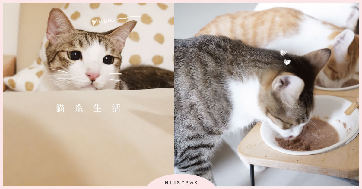 《我的貓系生活》趁貓年輕時該訓練的事情 貓奴、貓咪訓練、讀讀書