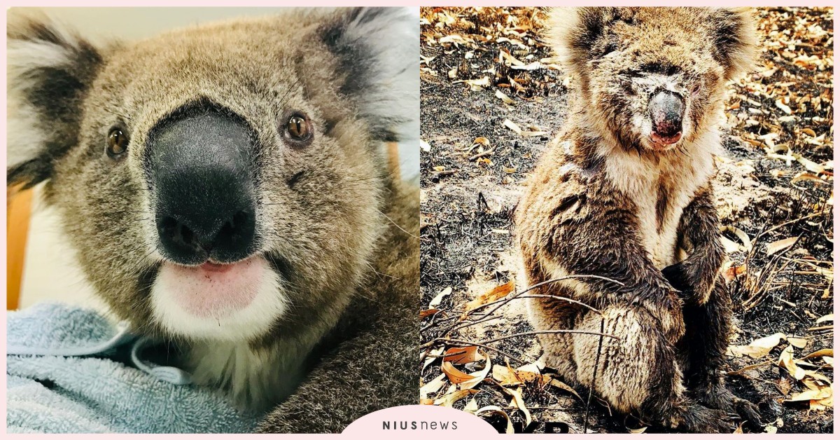 「助養無尾熊」拯救澳洲受災小動物！動動手指就能一起關心澳洲森林大火 澳洲、森林大火、野生動物、受災動物、無尾熊、袋鼠、森林野火、助養無尾熊