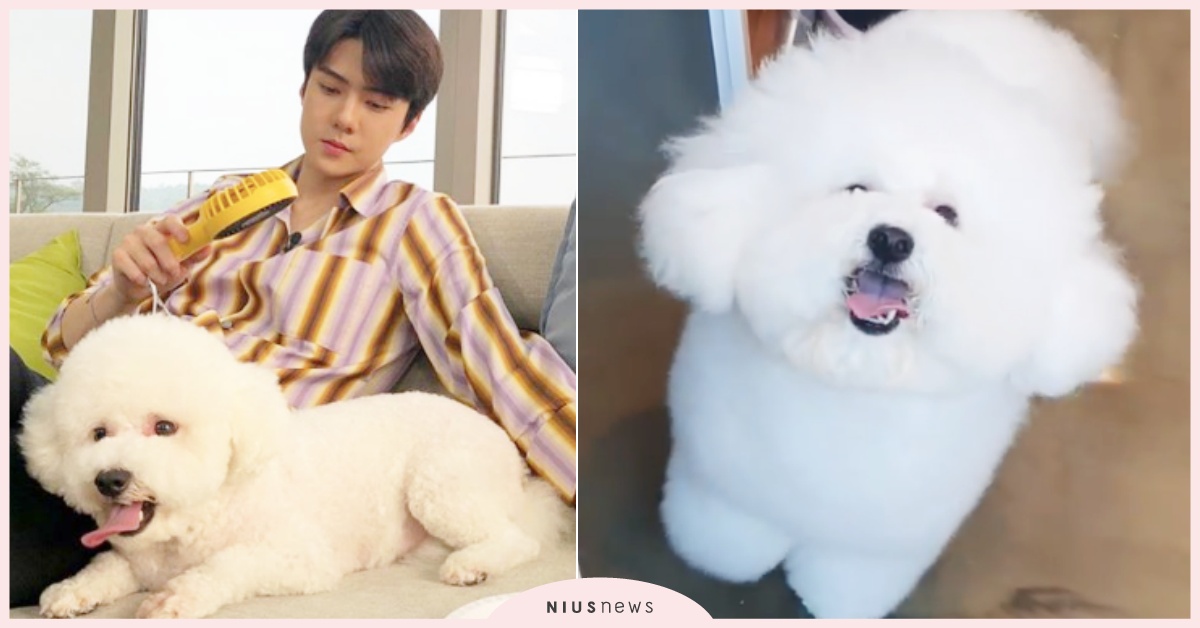 EXO世勳愛犬vivi變身「OOOO」，最新近況圓成小白豬，粉絲噴笑：阿嬤養的？ EXO、韓星愛犬、EXO世勳、世勳vivi、vivi胖