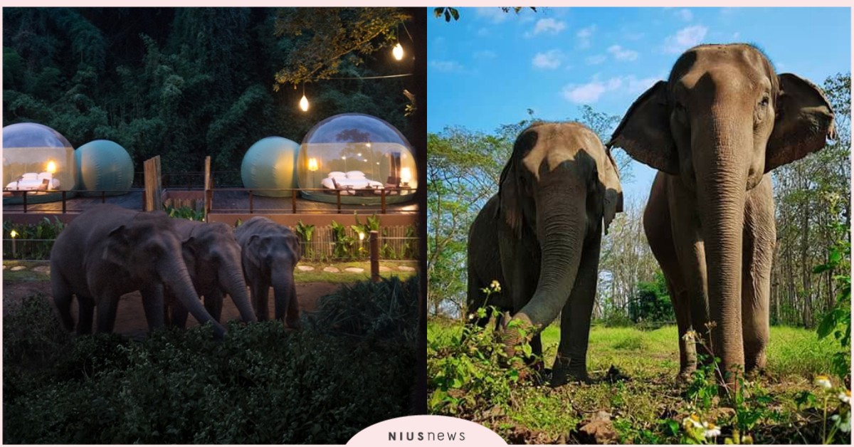 泰國超夢幻「雨林泡泡」度假酒店！泰北大象樂園近距離體驗與大象共同生活 泰國、泰國愛玩妞、泰國旅遊、曼谷、住宿、飯店、民宿、叢林風、金三角象園安納塔拉度假酒店、Anantara golden triangle、大象保育、亞洲象、清萊大象保育園區