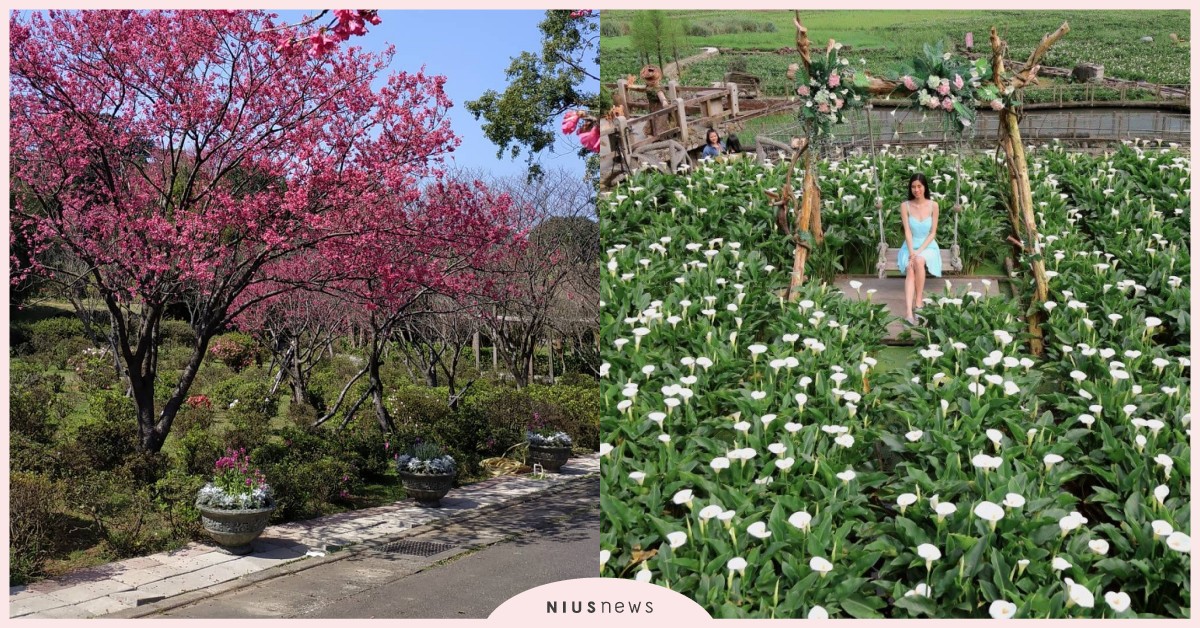 陽明山花季開跑囉！粉嫩櫻花開滿山頭、海芋接連綻放，妞妞們快來踩點拍照 陽明山、花季、櫻花季、海芋季、繡球花季、花海、櫻花、杜鵑花、繡球花