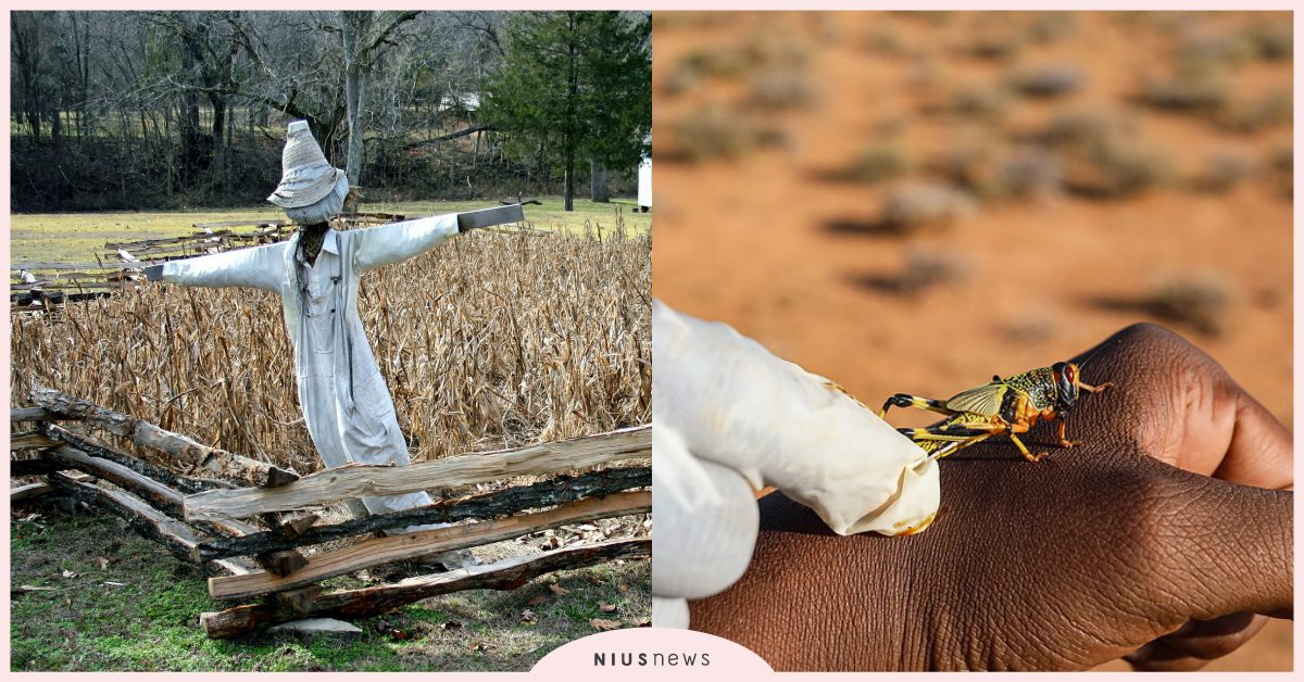 新冠肺炎疫情未降還要面臨「蟲蟲危機」？東非蝗災已蔓延至印度及中國邊界 東非蝗災、蟲蟲危機、新冠肺炎、糧食危機、非洲豬瘟