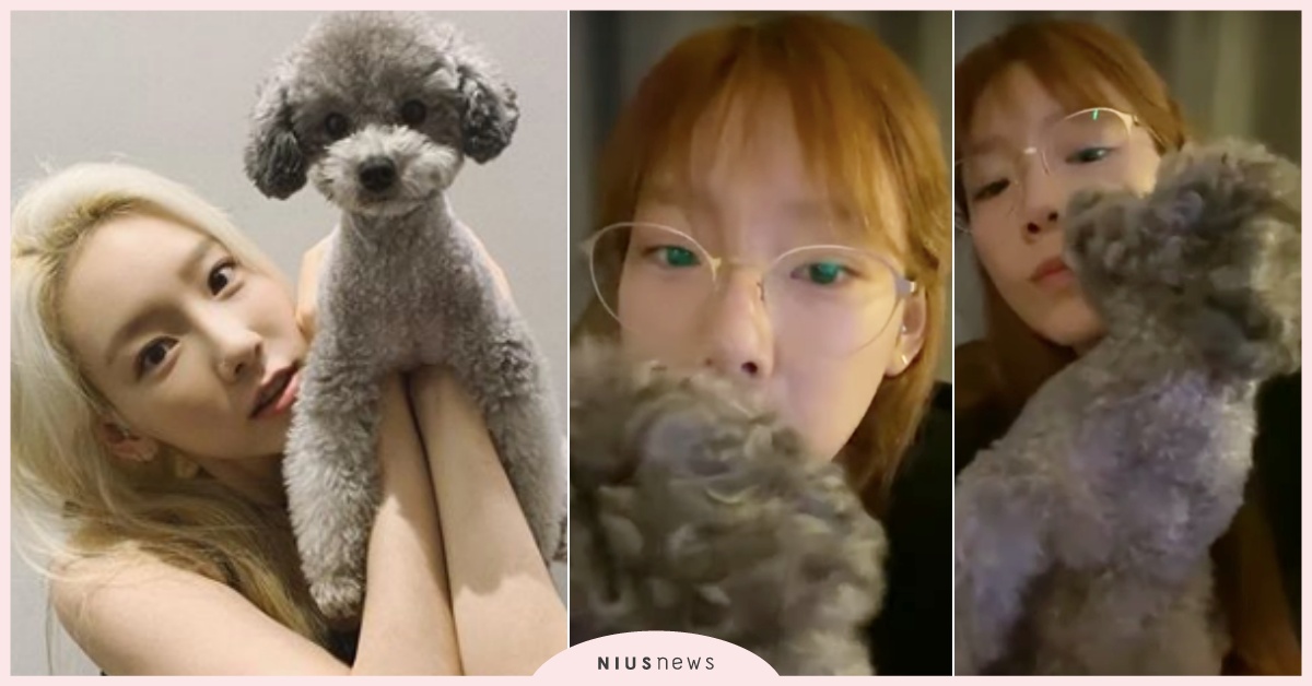 「給我閉嘴！」少女時代太妍直播到一半被強制封口，愛犬Zero全程狂吻讓女神崩潰 少女時代、少女時代太妍、太妍直播、太妍狗狗、Zero