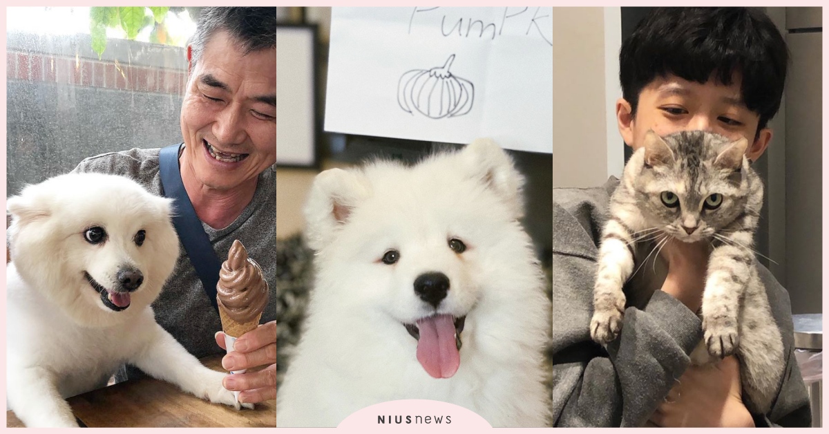 見習網美小吳「南瓜」、彥婷「鐵支」太萌！YouTuber的超吸睛寵物入鏡就成焦點 YouTuber、YouTube、寵物、狗、見習網美小吳、Pumpkin、HOOK、溥儀、老人與狗、咪咪、豆芽菜、彥婷、鐵支、黑糖、麻糬、芋圓、花生、GINA、yuta、湯圓、chiki、pido、上班不要看、寶寶