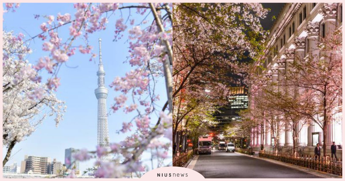2020【東京】賞櫻活動與景點完整收錄 