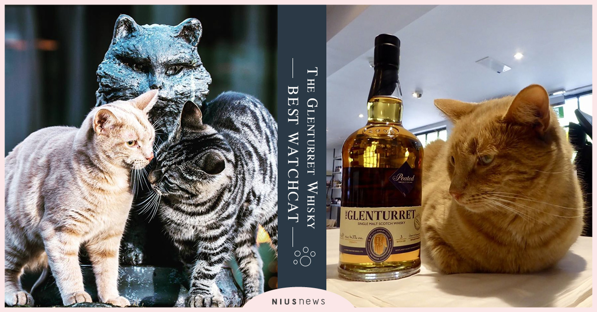 貓貓竟然是威士忌的最佳看門夥伴！一生都在捉老鼠，還破金氏世界紀錄！ 威士忌、威士忌貓、看門貓、金氏紀錄、橘貓