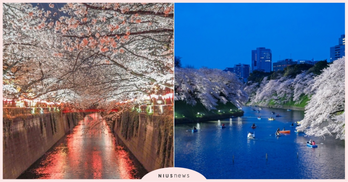 除了日本各大設施，連日本名城、知名神社、賞櫻祭典也難敵武漢肺炎的威力！ 日本武漢肺炎現狀、日本賞櫻取消、日本旅遊影響、日本神社、日本名城