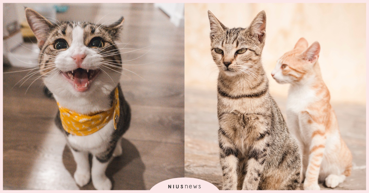 貓奴必知！快速搞懂貓族4種常見「嘔吐」情況與解法，輕鬆守護毛寶貝的健康 貓奴、知識、毛小孩、寵物、貓咪