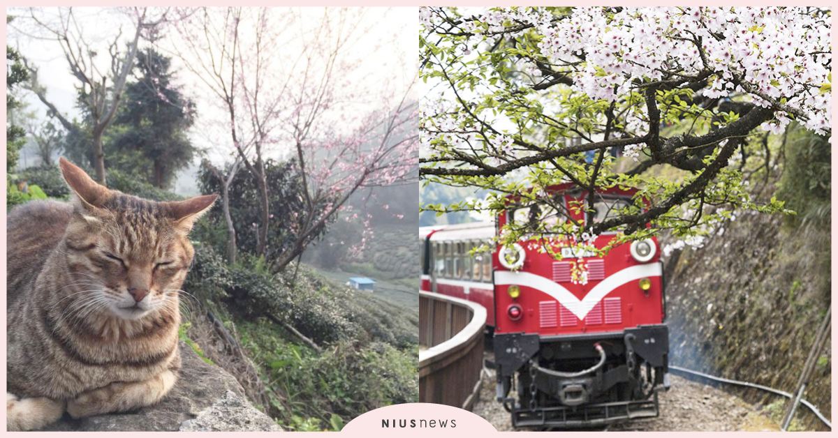 1秒到京都嵐山！2020阿里山櫻花季住宿Top6推薦&交通資訊 