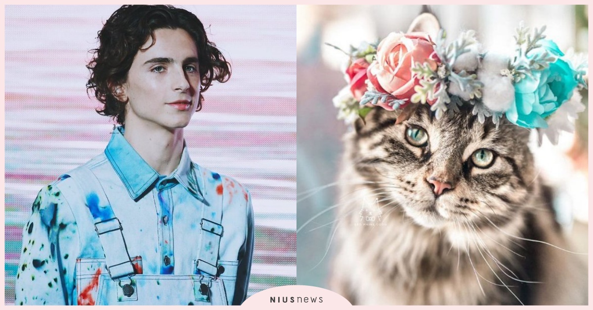 真貓系男子！「甜茶」提摩西夏勒梅vs超萌喵星人相似度百分百，不敗組合引網友瘋狂！ 甜茶、提摩西夏勒梅、Timothée Chalamet、好萊塢、以你的名字呼喚我、貓咪、貓