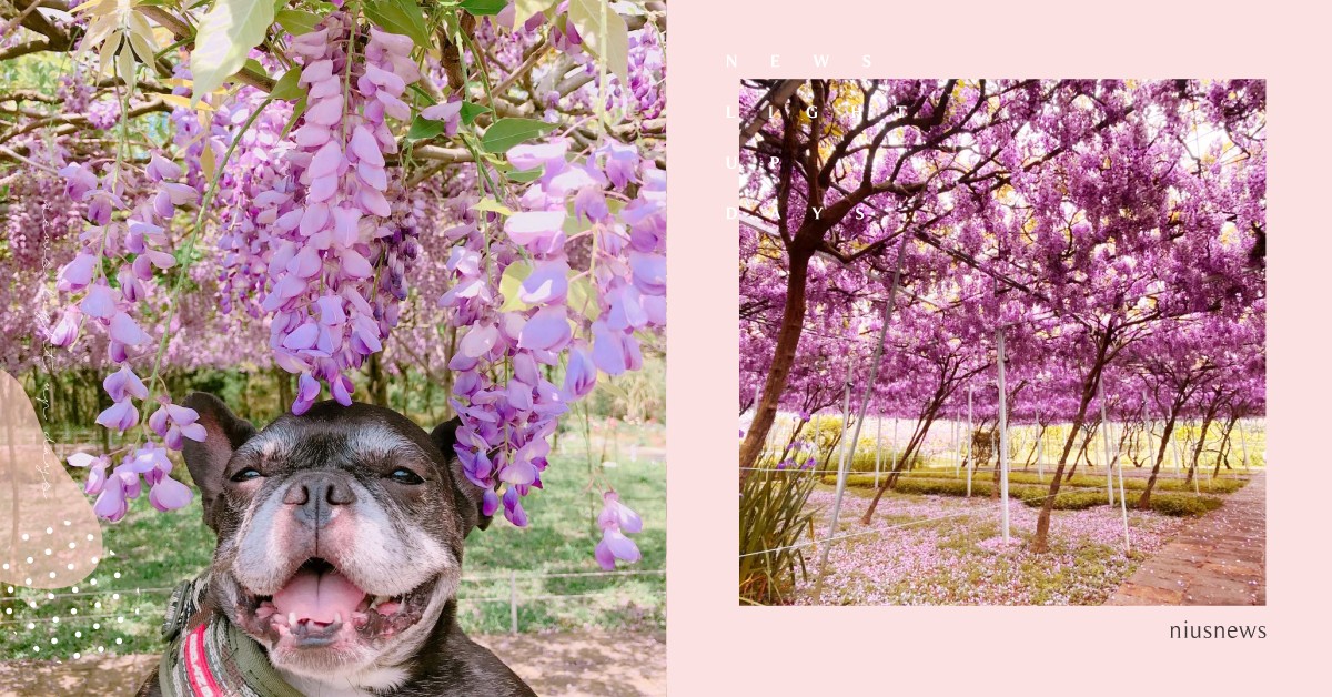 春季紫色風暴來襲！2020全台「紫藤花季」懶人包，5大秘密景點不藏私大公開 紫藤花、紫色風暴、花季、花海、紫色隧道、嘉義、紫藤花 幸福抵嘉、瑞里紫藤花季、苗栗、噢哈娜咖啡屋、紫藤花園、淡水、台北花卉村紫藤季、大坑休閒農場