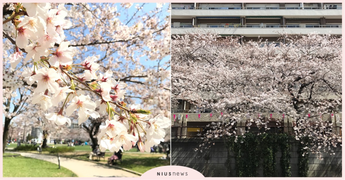 【東京直擊】空蕩蕩的4個「賞櫻勝地」，反而多了幾分浪漫之情 新冠肺炎、日本、櫻花、賞櫻、人氣景點、東京