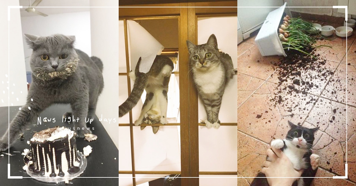 貓奴的惡夢！「貓咪闖禍大全」偷吃食物、衝破紙門已成家常便飯，網友「看到會發瘋！」 貓咪、闖禍、偷吃東西、破壞、貓奴