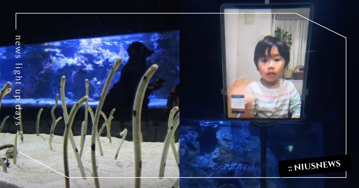 日本「花園鰻」隔離到連人類都不認識啦！水族館號召網友「視訊通話」叫醒鰻魚們 日本、東京、墨田水族館、すみだ水族館、花園鰻、新冠肺炎、武漢肺炎、居家隔離、緊急狀態
