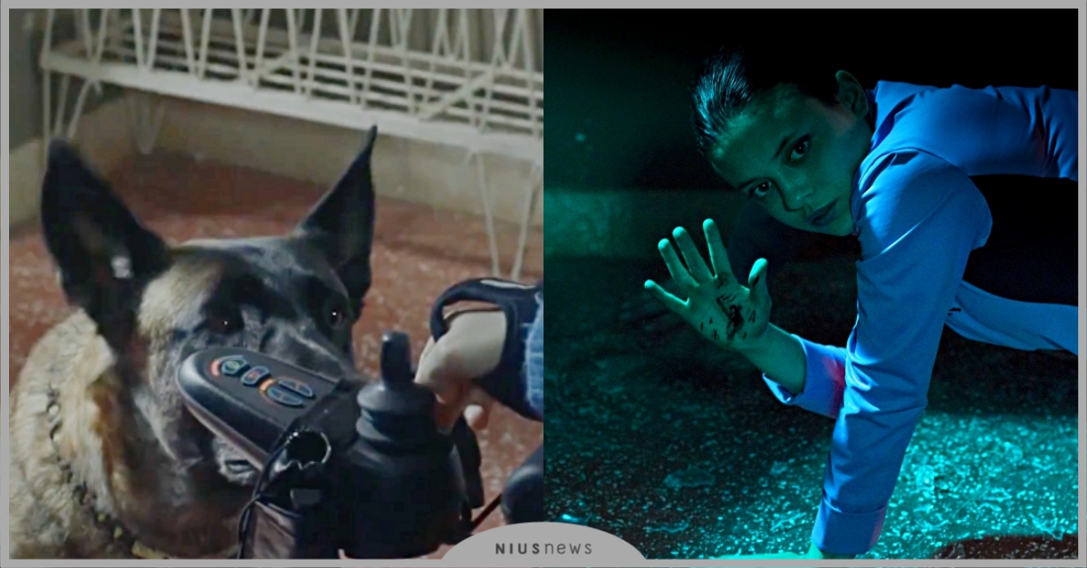 就說吃蝙蝠會出事！《奪魂索》牧羊犬染怪病發瘋殺主人，網驚：「導演是先知？」 奪魂索、電影、蝙蝠、新冠肺炎、西班牙