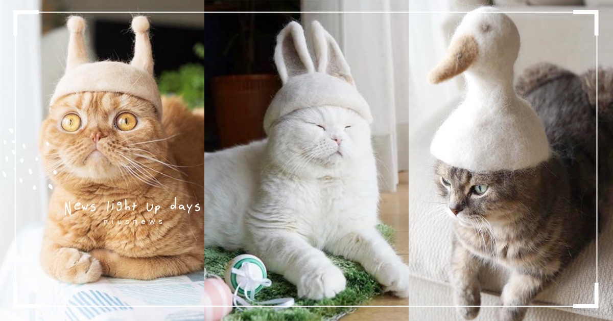 廢毛還能這樣用！貓咪換毛季日本主人巧手變出超萌帽子，鴨子兔子通通難不倒！ 寵物趣聞、毛孩、rojiman、日本、貓咪、換毛、廢毛、手作、摺耳貓、寵物、帽子、鴨子、兔子