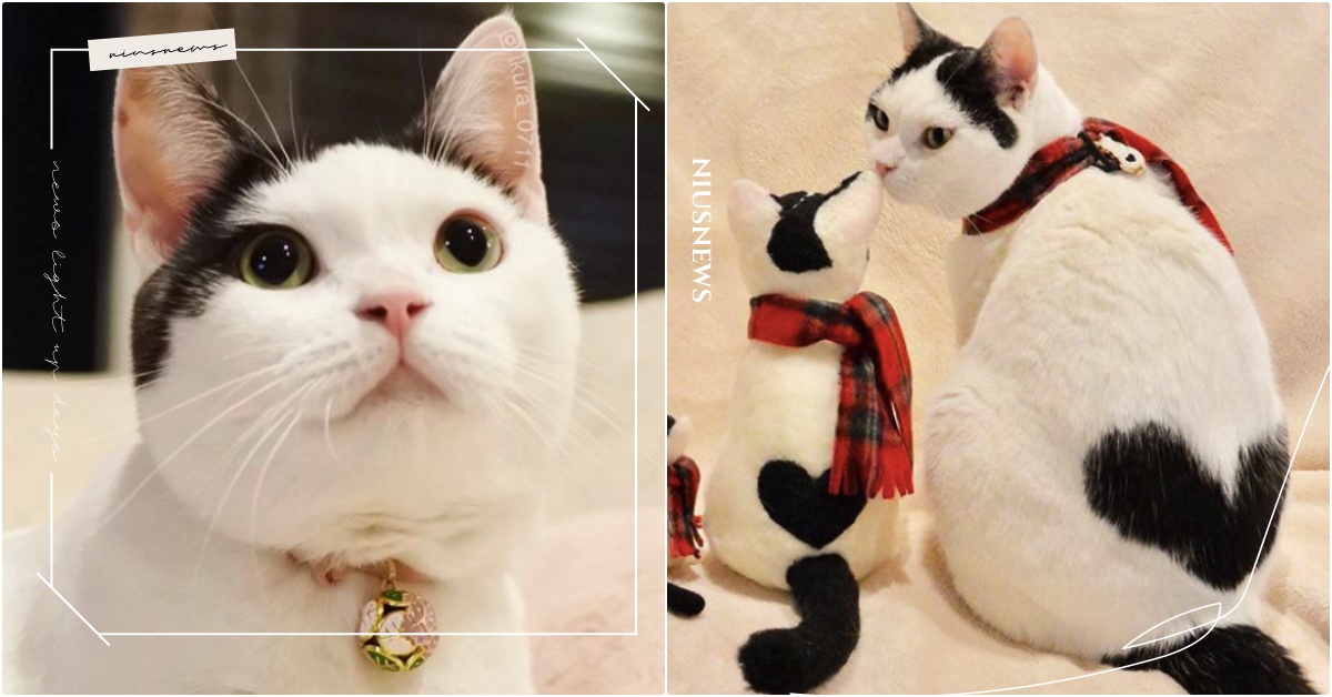 本喵背影世界最萌！日本爆紅中分瀏海「愛心屁屁貓」一轉身全網融化，還能秒變米奇頭 日本愛心貓、愛心屁股貓、中分黑白貓、IG爆紅貓咪、鮭魚卵、北海道貓咪