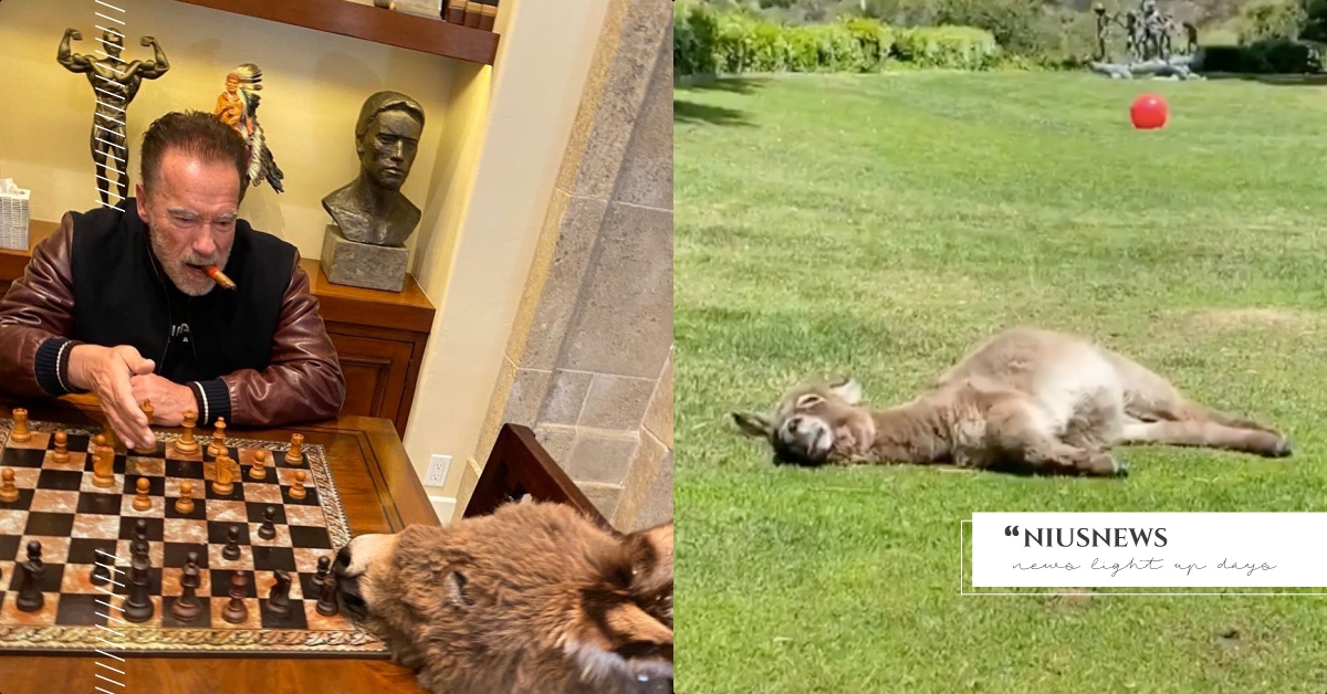 「魔鬼終結者」阿諾居家健身驚見可愛亮點！「寵物驢」耍懶賣萌爆紅，還有專屬帽T 魔鬼終結者、阿諾史瓦辛格、毛小孩、居家防疫、新冠肺炎、阿諾、健身